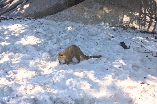 Quatis, moradores da Ilha do Campeche.