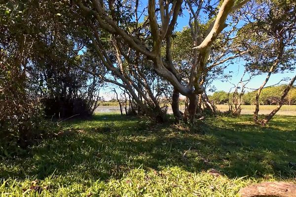 Vegetação de restinga no entorno da Lagoa da Chica, no Campeche.